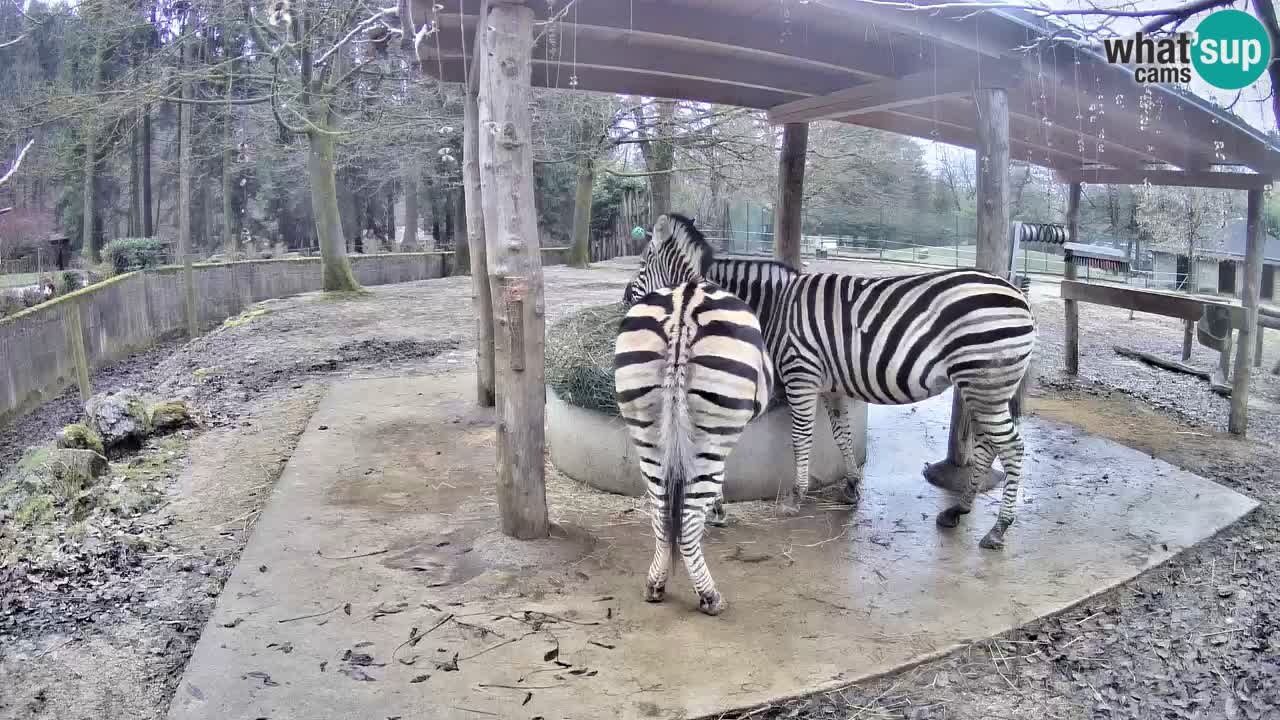 Zebre v živo v živalskem vrtu Ljubljana ZOO spletne kamere