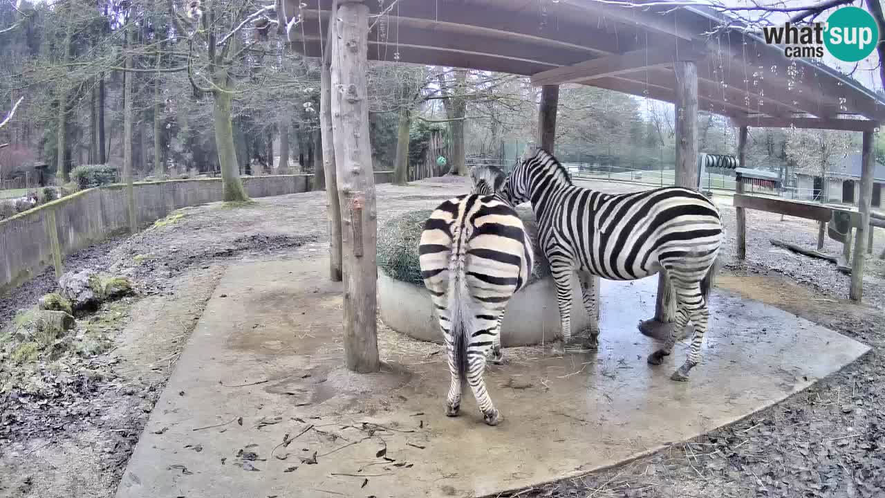 Live webcam Zebras in Ljubljana ZOO – Slovenia