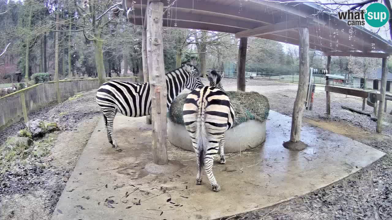 Le Zebre nello ZOO di Ljubljana – Slovenia Live webcam