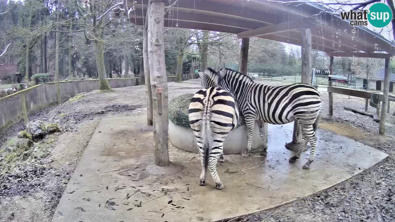 Camera en vivo Cebras in Ljubljana ZOO – Eslovenia