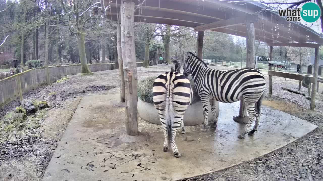 Zebre v živo v živalskem vrtu Ljubljana ZOO spletne kamere