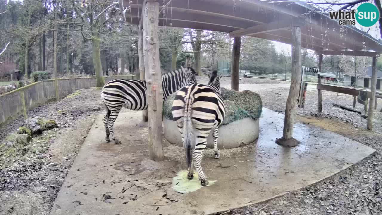 Zebre v živo v živalskem vrtu Ljubljana ZOO spletne kamere