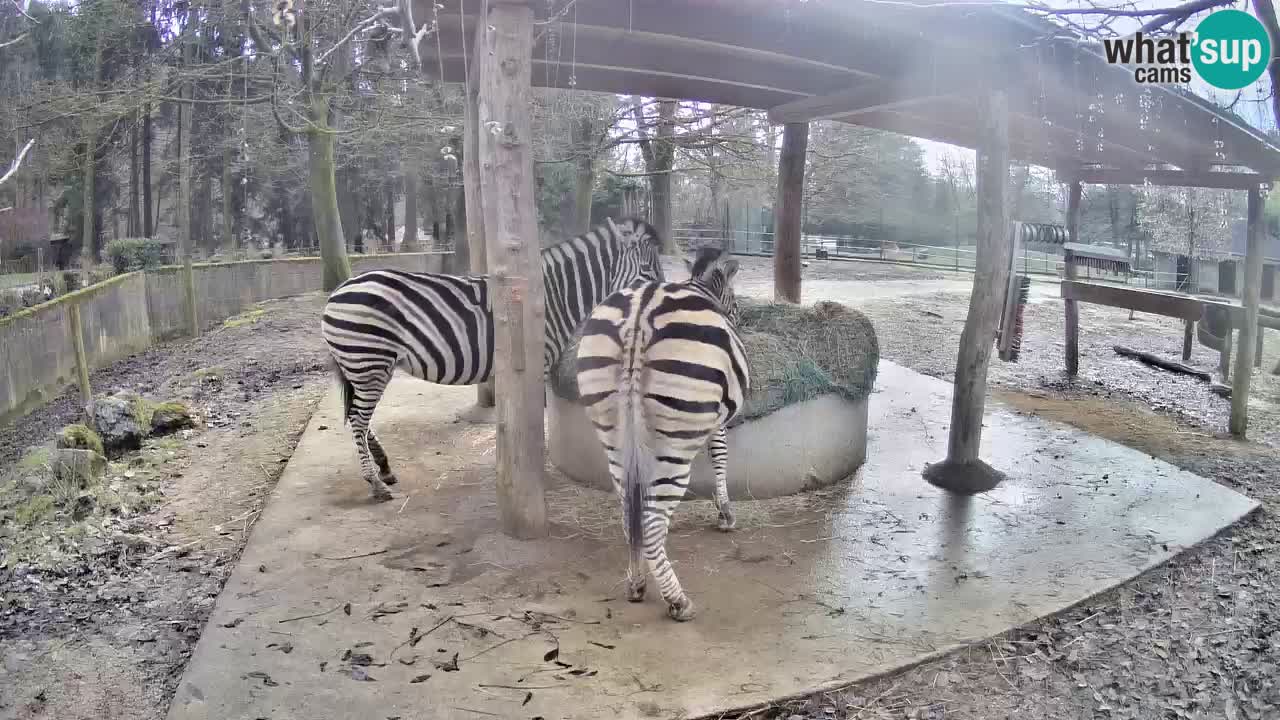 Web kamera uživo Zebras u ZOO Ljubljana – Slovenija