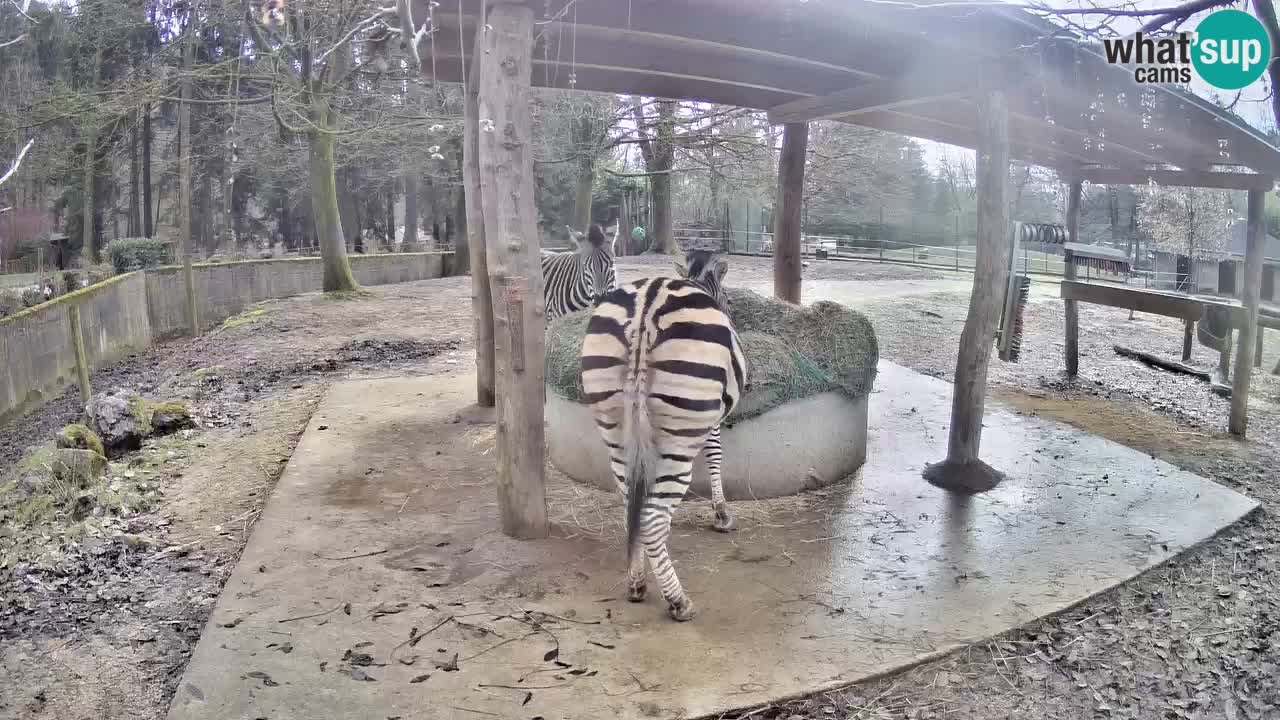 Le Zebre nello ZOO di Ljubljana – Slovenia Live webcam