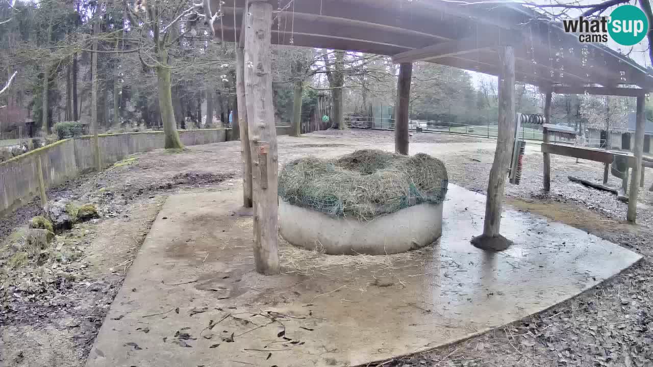 Live Webcam Zebras in Ljubljana ZOO – Slowenien