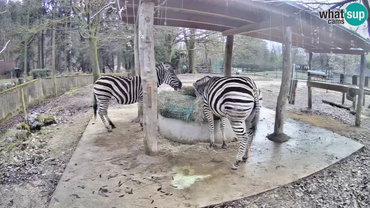 Live webcam Les zèbres in Ljubljana ZOO – Slovénie