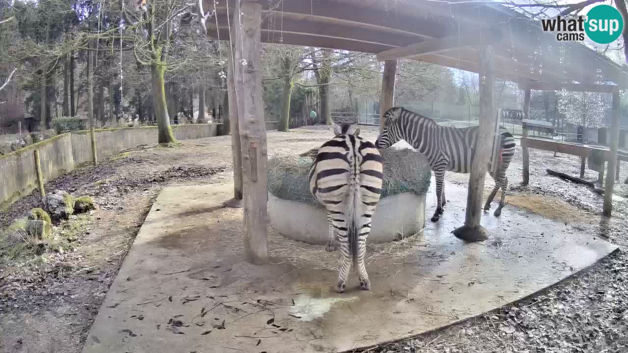 Le Zebre nello ZOO di Ljubljana – Slovenia Live webcam