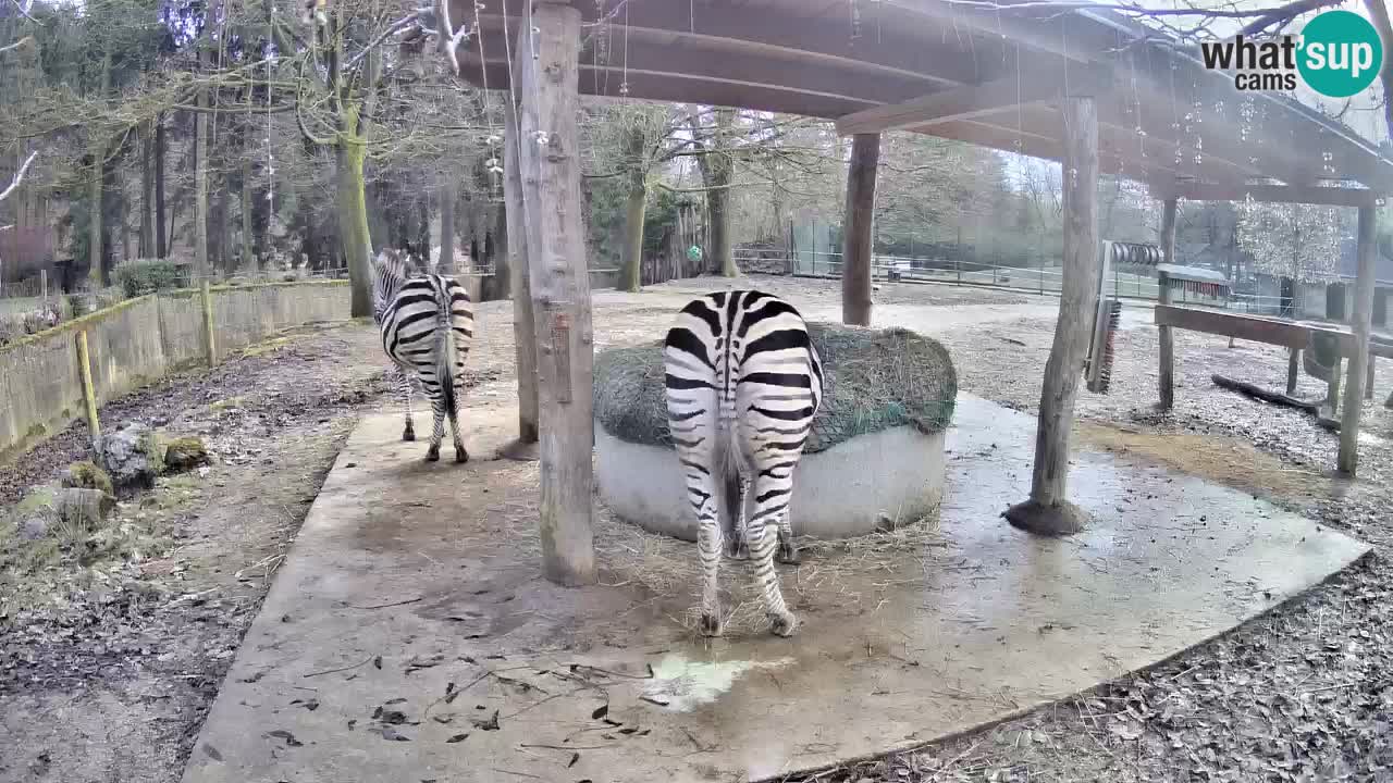 Zebre v živo v živalskem vrtu Ljubljana ZOO spletne kamere