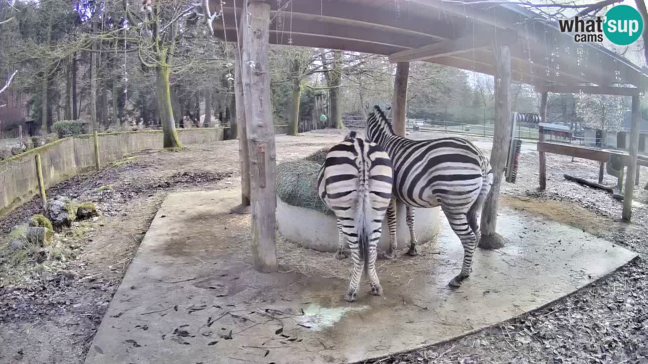 Le Zebre nello ZOO di Ljubljana – Slovenia Live webcam