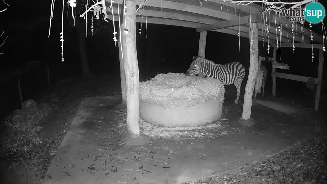 Zebre v živo v živalskem vrtu Ljubljana ZOO spletne kamere