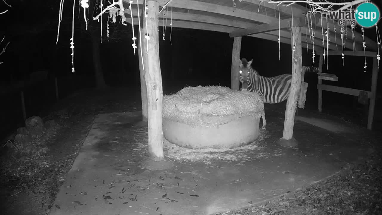 Live webcam Les zèbres in Ljubljana ZOO – Slovénie