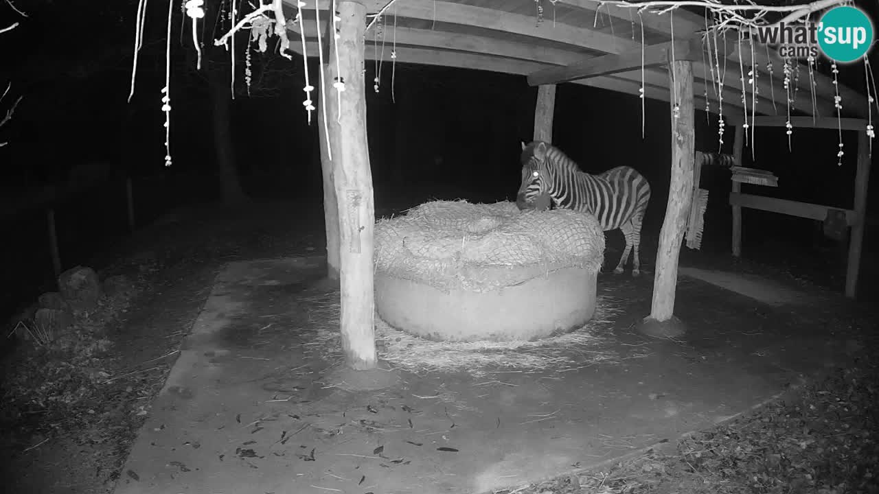 Live webcam Les zèbres in Ljubljana ZOO – Slovénie