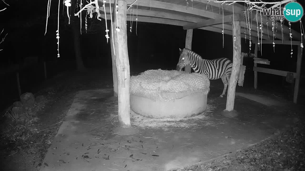 Live webcam Les zèbres in Ljubljana ZOO – Slovénie