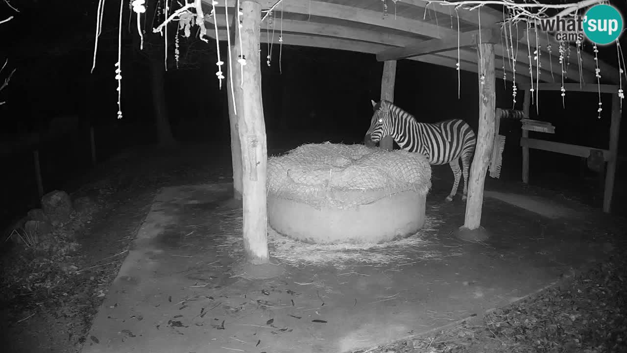 Zebre v živo v živalskem vrtu Ljubljana ZOO spletne kamere