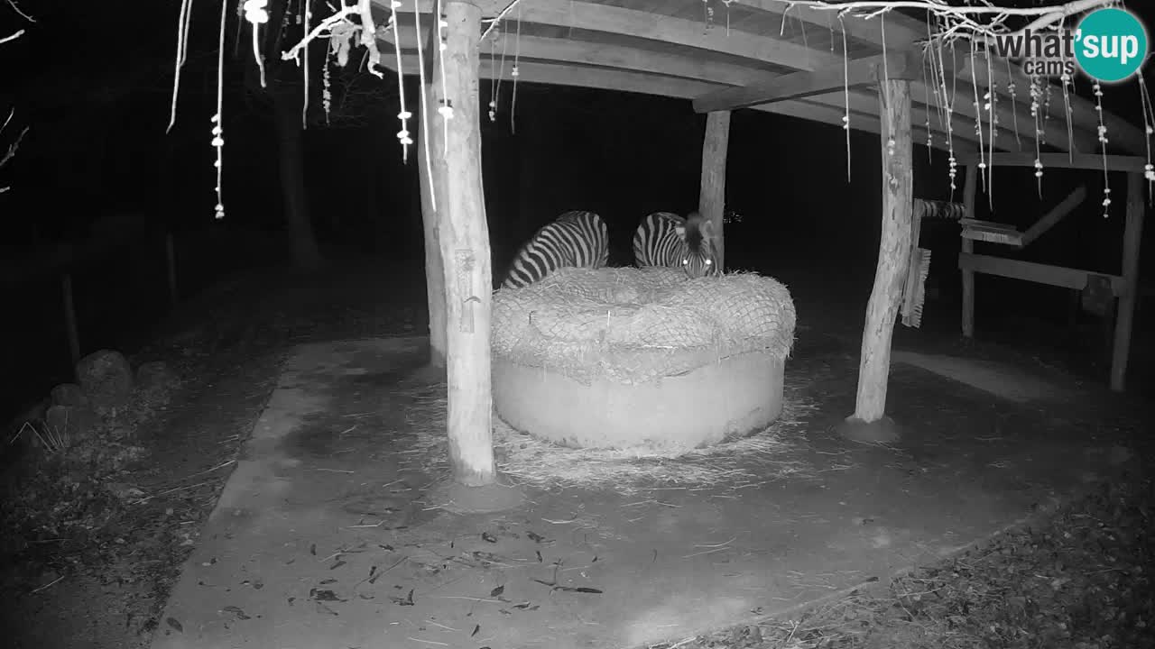 Live webcam Les zèbres in Ljubljana ZOO – Slovénie