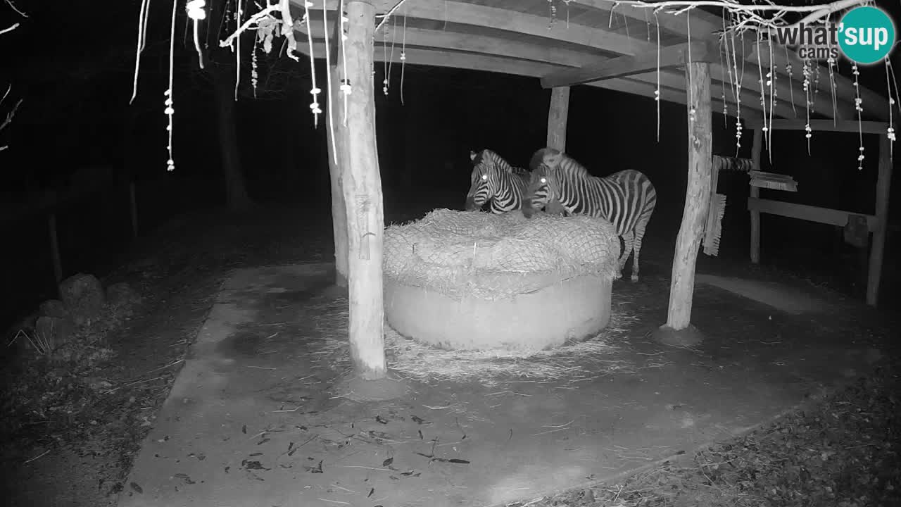 Camera en vivo Cebras in Ljubljana ZOO – Eslovenia