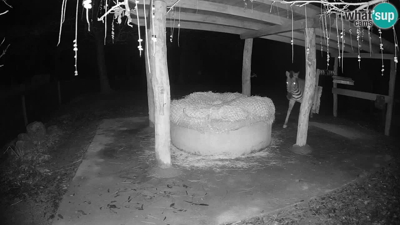 Live webcam Zebras in Ljubljana ZOO – Slovenia