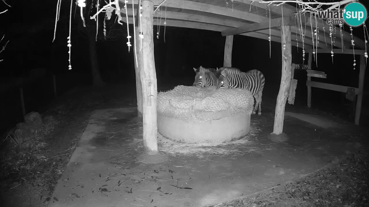 Zebre v živo v živalskem vrtu Ljubljana ZOO spletne kamere