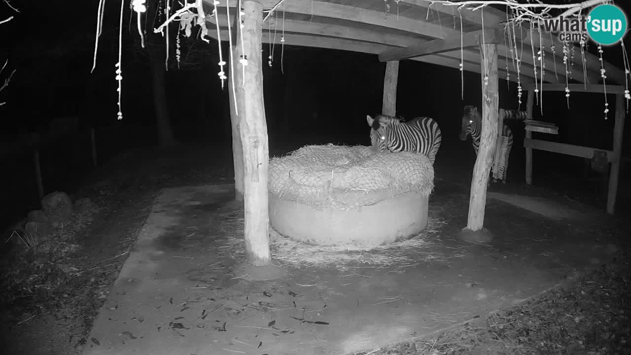 Web kamera uživo Zebras u ZOO Ljubljana – Slovenija