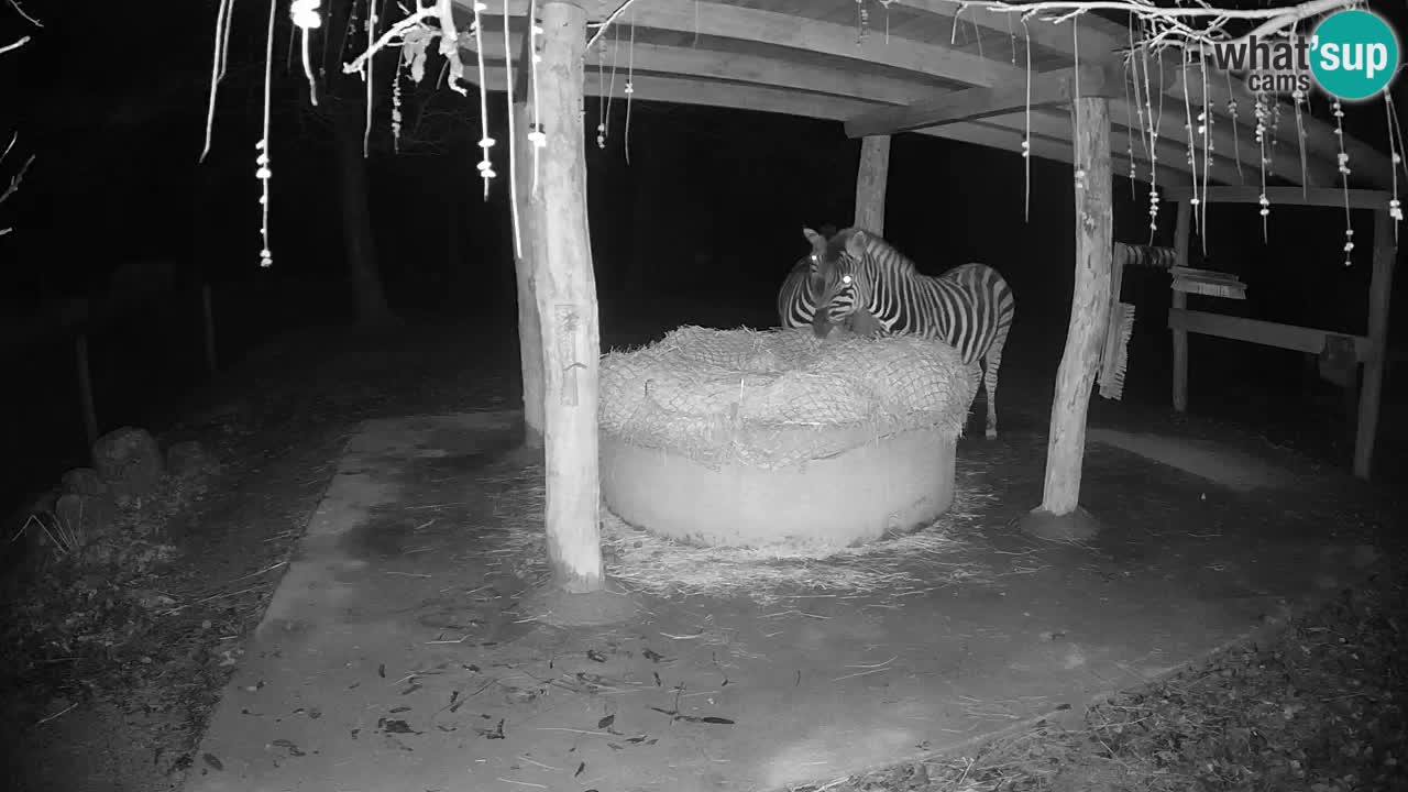 Le Zebre nello ZOO di Ljubljana – Slovenia Live webcam