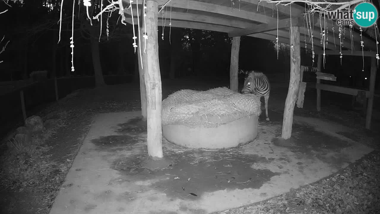 Live webcam Les zèbres in Ljubljana ZOO – Slovénie