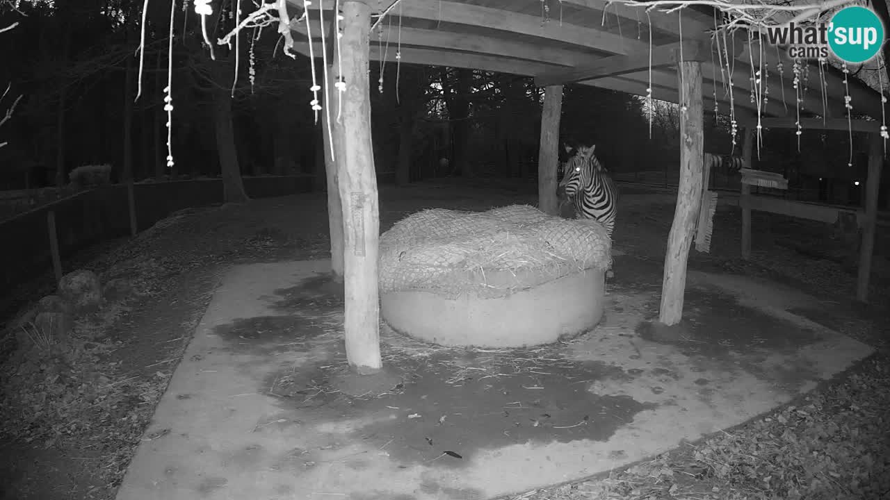 Live webcam Les zèbres in Ljubljana ZOO – Slovénie