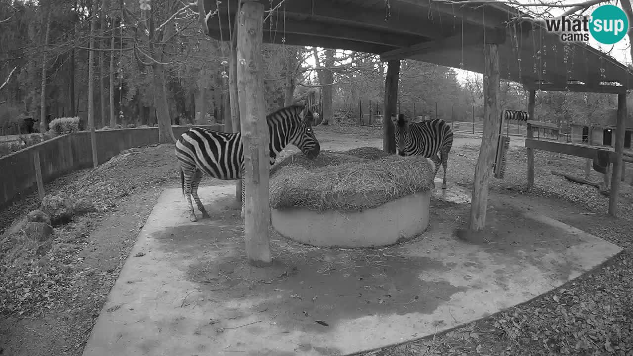 Zebre v živo v živalskem vrtu Ljubljana ZOO spletne kamere