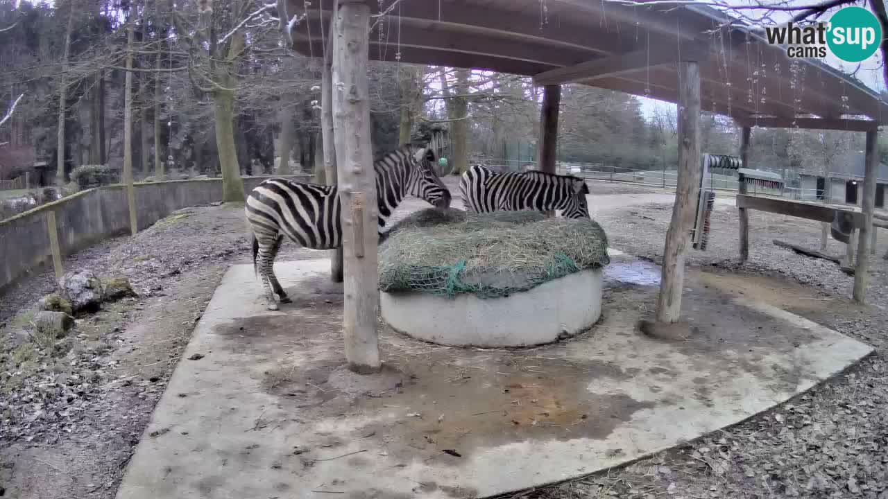 Live Webcam Zebras in Ljubljana ZOO – Slowenien