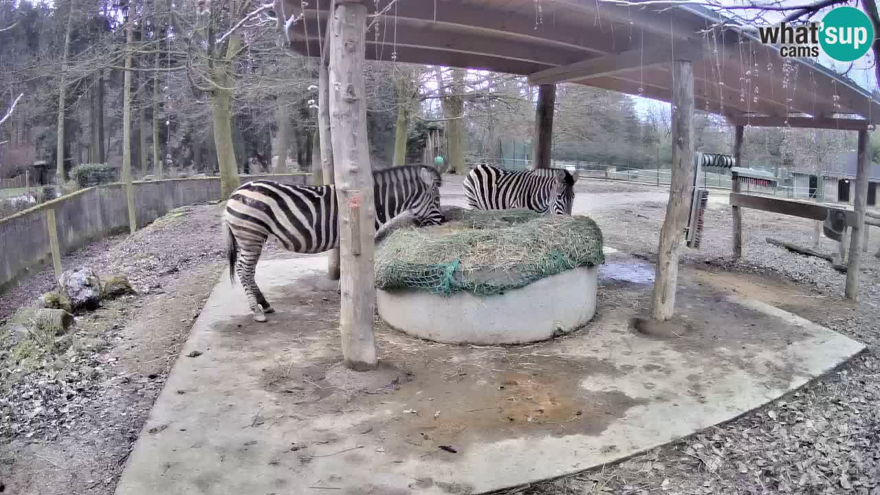 Zebre v živo v živalskem vrtu Ljubljana ZOO spletne kamere