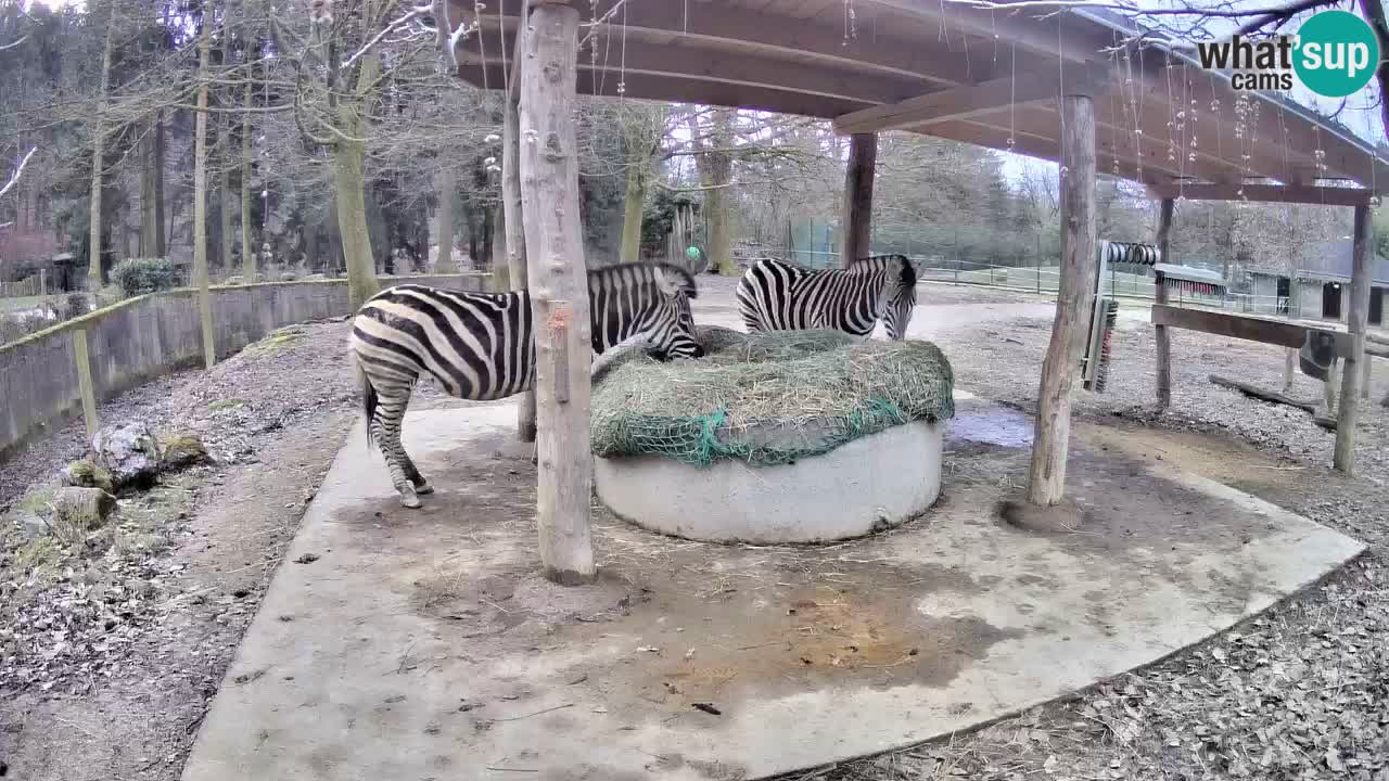 Web kamera uživo Zebras u ZOO Ljubljana – Slovenija