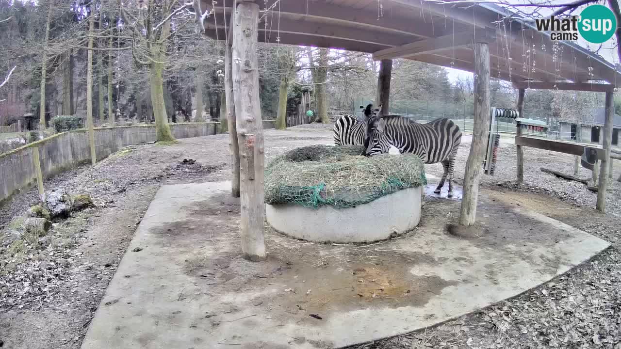 Live webcam Zebras in Ljubljana ZOO – Slovenia