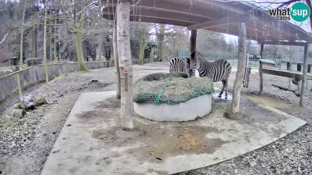 Le Zebre nello ZOO di Ljubljana – Slovenia Live webcam