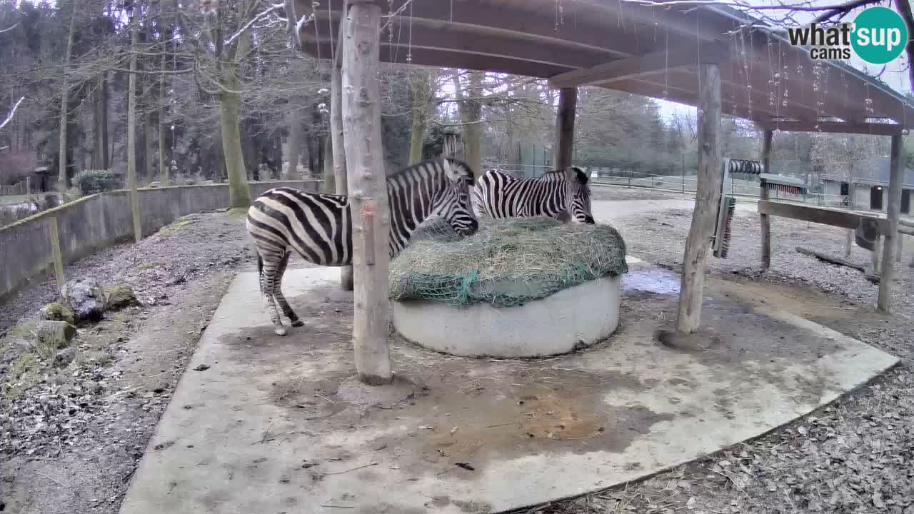 Camera en vivo Cebras in Ljubljana ZOO – Eslovenia