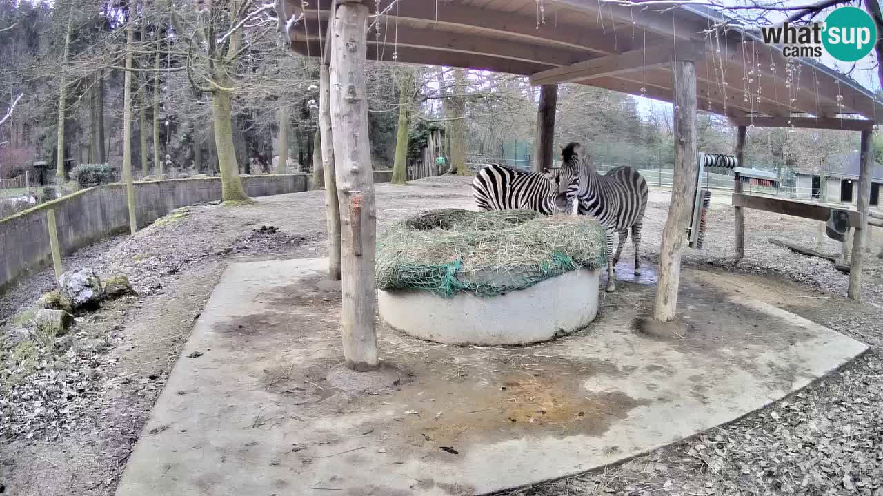 Zebre v živo v živalskem vrtu Ljubljana ZOO spletne kamere