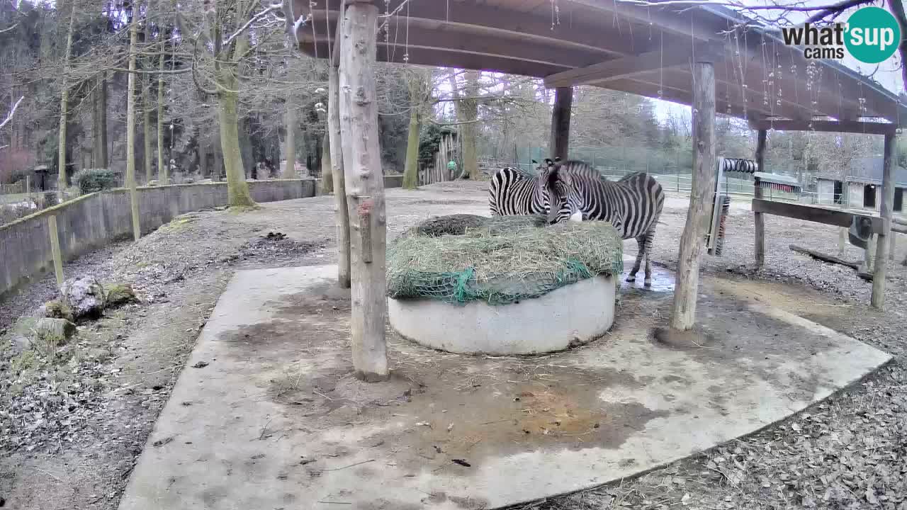 Le Zebre nello ZOO di Ljubljana – Slovenia Live webcam