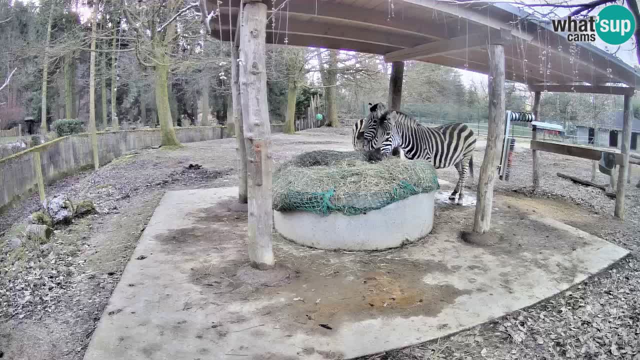 Zebre v živo v živalskem vrtu Ljubljana ZOO spletne kamere