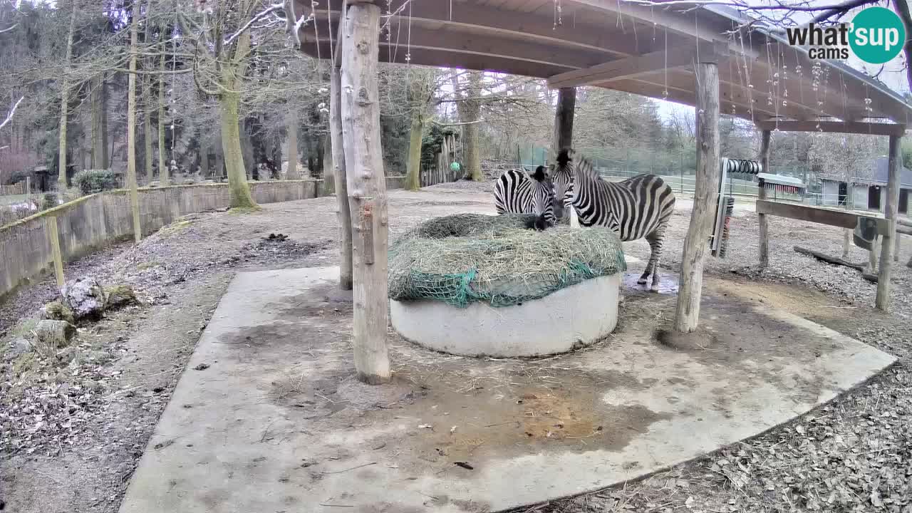 Le Zebre nello ZOO di Ljubljana – Slovenia Live webcam