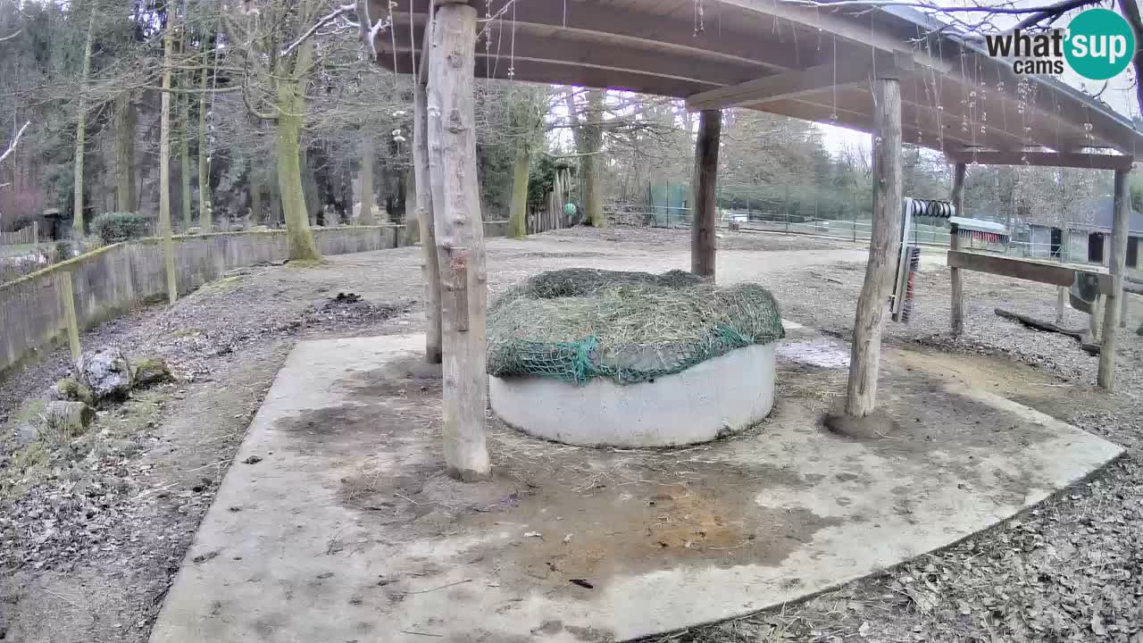 Zebre v živo v živalskem vrtu Ljubljana ZOO spletne kamere