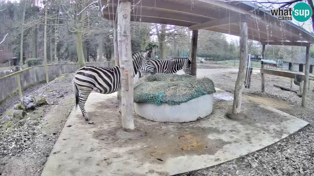 Live Webcam Zebras in Ljubljana ZOO – Slowenien