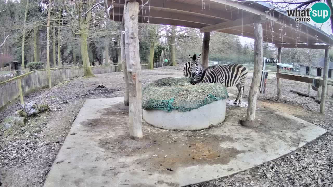 Zebre v živo v živalskem vrtu Ljubljana ZOO spletne kamere