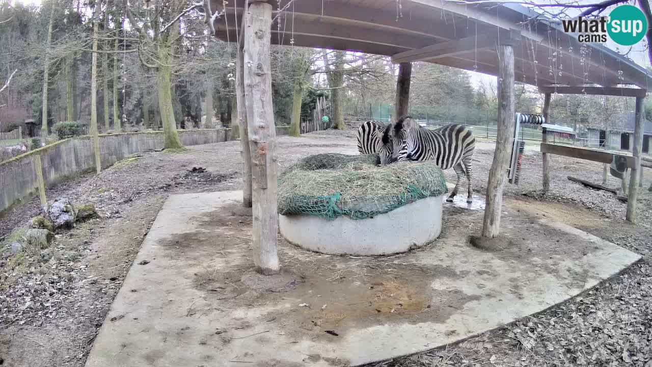 Live webcam Zebras in Ljubljana ZOO – Slovenia