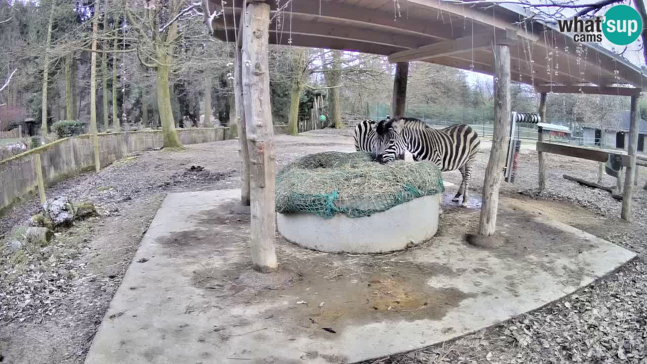 Live webcam Les zèbres in Ljubljana ZOO – Slovénie