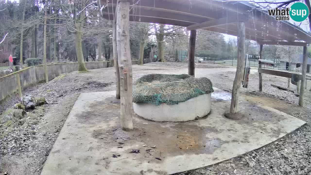 Le Zebre nello ZOO di Ljubljana – Slovenia Live webcam