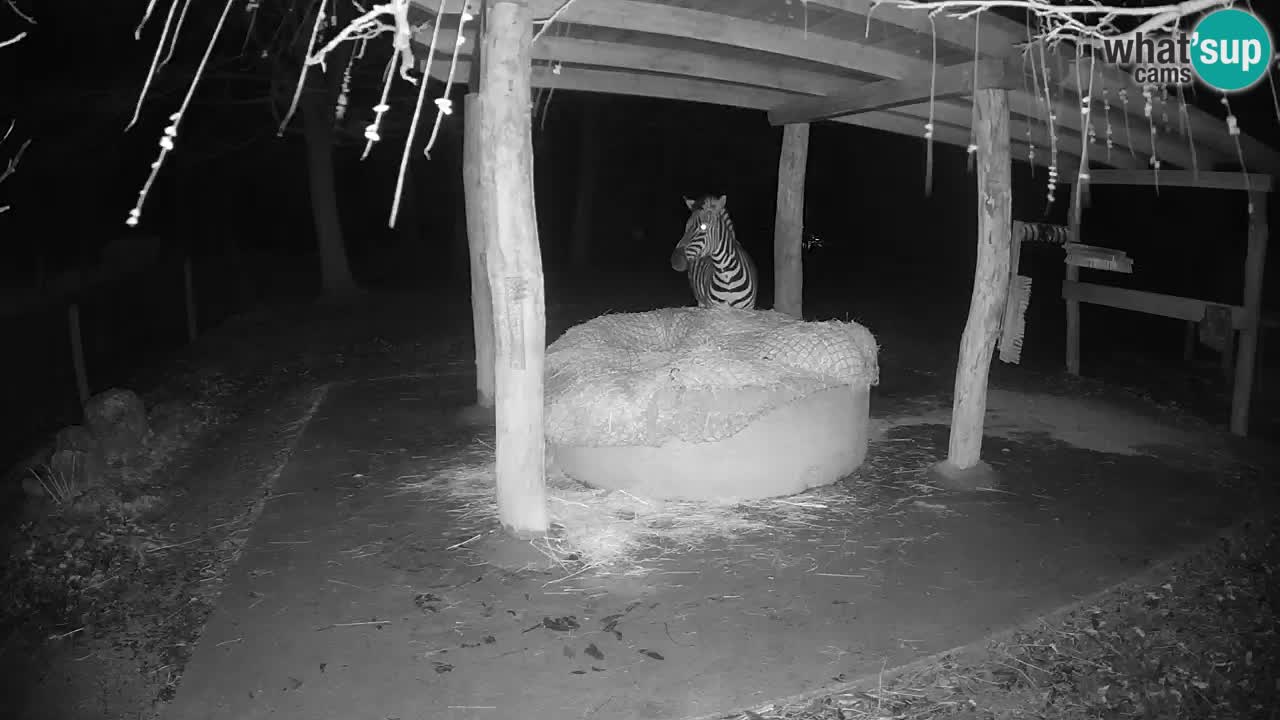 Zebre v živo v živalskem vrtu Ljubljana ZOO spletne kamere