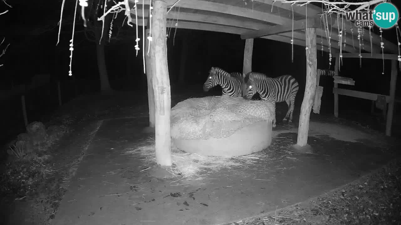 Zebre v živo v živalskem vrtu Ljubljana ZOO spletne kamere