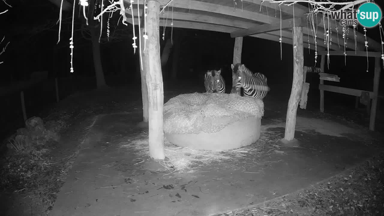 Le Zebre nello ZOO di Ljubljana – Slovenia Live webcam