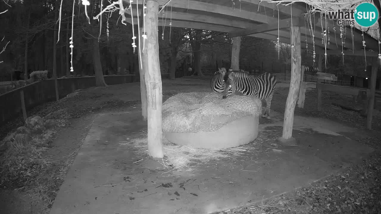 Zebre v živo v živalskem vrtu Ljubljana ZOO spletne kamere