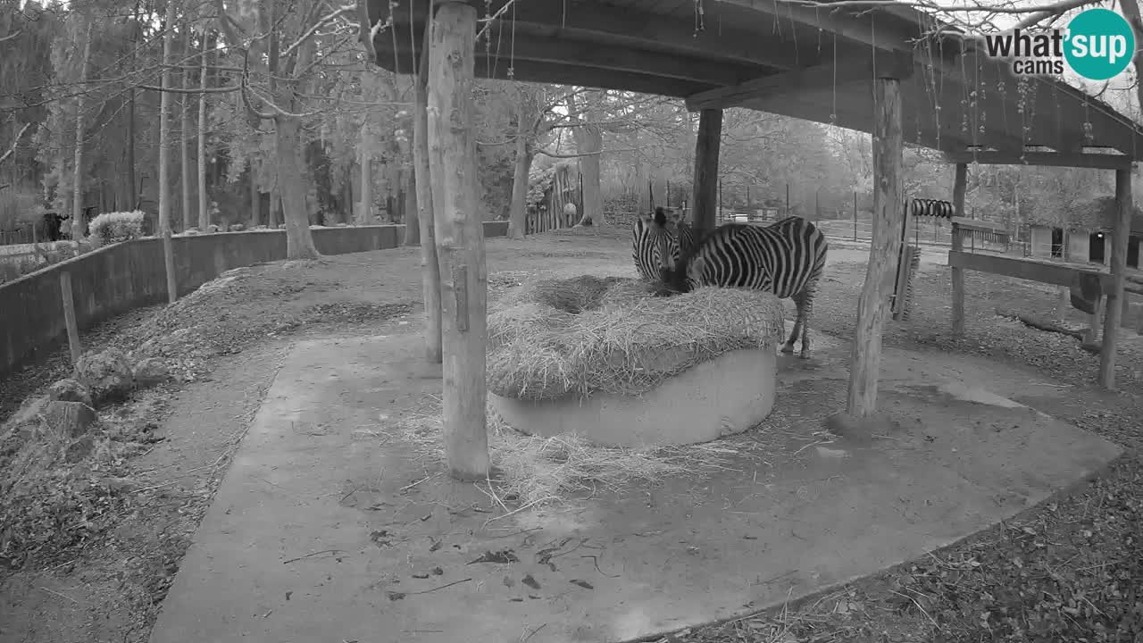 Zebre v živo v živalskem vrtu Ljubljana ZOO spletne kamere