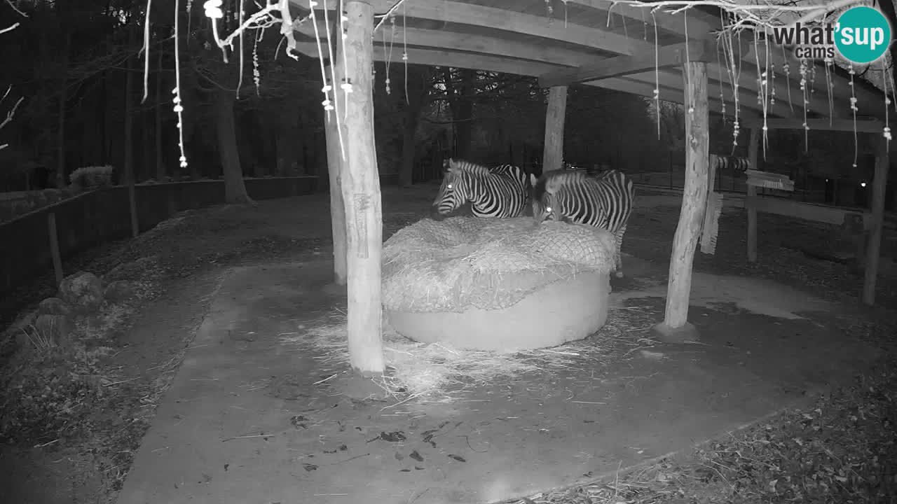 Live webcam Les zèbres in Ljubljana ZOO – Slovénie