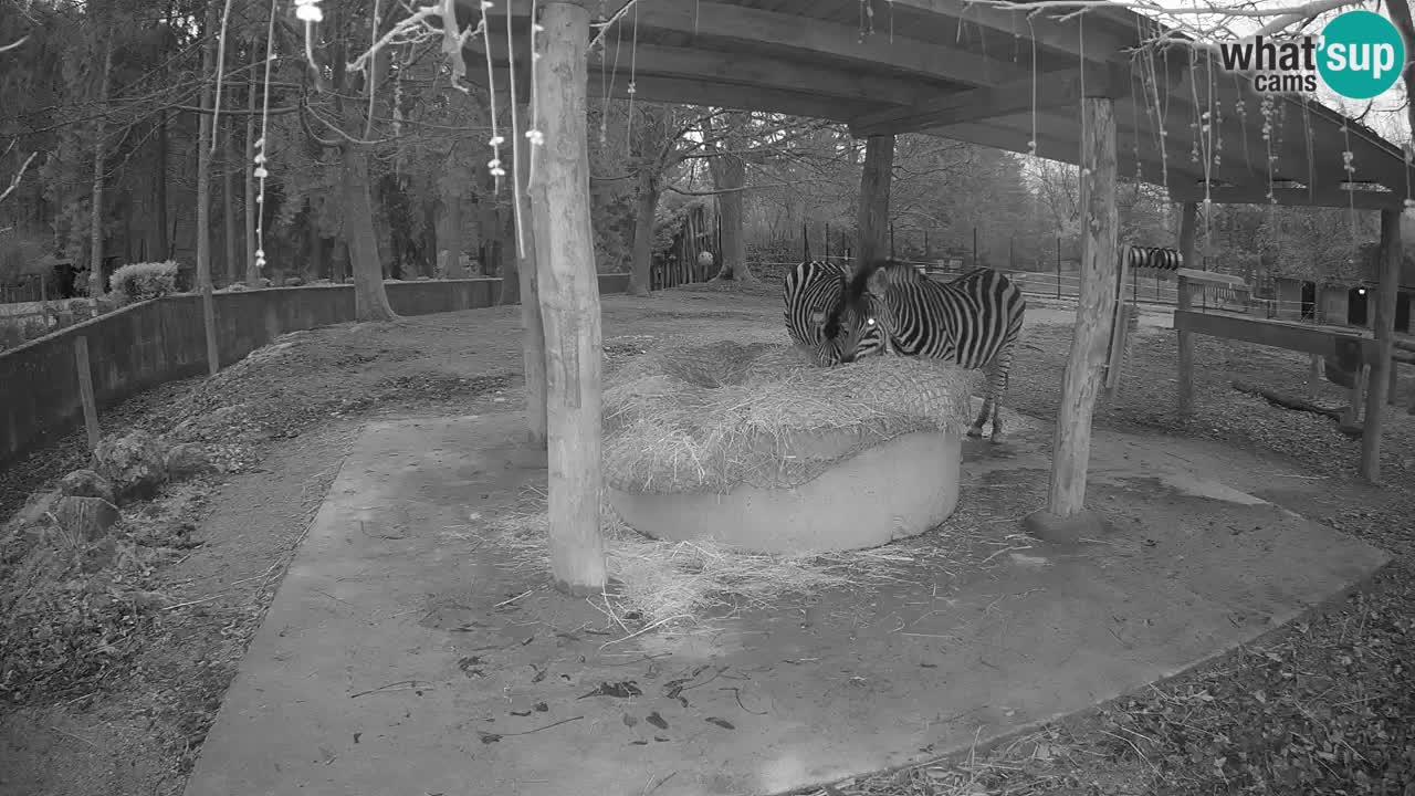 Camera en vivo Cebras in Ljubljana ZOO – Eslovenia